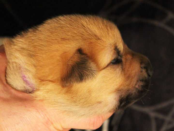 chinook puppy